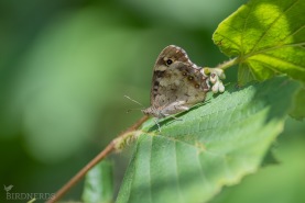 Kvickgräsfjäril-8648