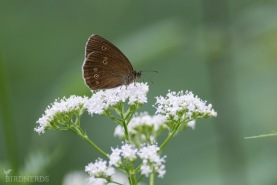 Luktgräsfjäril-4143