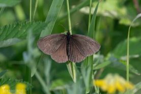 Luktgräsfjäril-9000