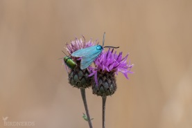 Metallvingesvärmare-6197