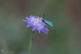 Metallvingesvärmare-7361