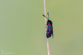 Mindre bastardsvärmare-3755