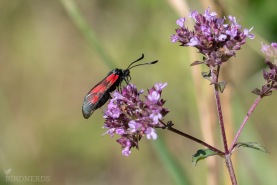 Mindre bastardsvärmare-4511