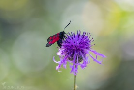 Mindre bastardsvärmare-8030