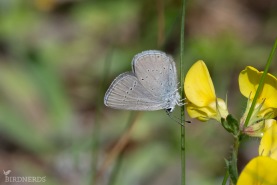 Mindre blåvinge-2399