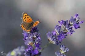 Mindre guldvinge-0641