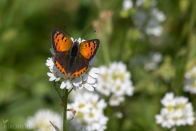 Mindre guldvinge-1889