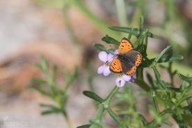 Mindre guldvinge-3817