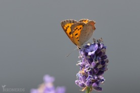 Mindre guldvinge-5454