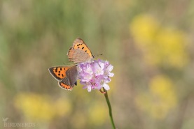 Mindre guldvinge-6007