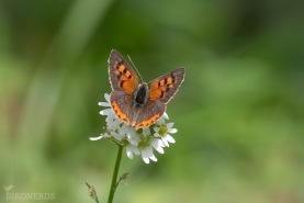 Mindre guldvinge-8365