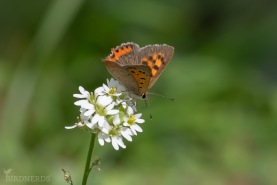 Mindre guldvinge-8370