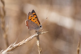 Mindre guldvinge-9316