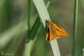 Mindre tåtelsmygare-5555