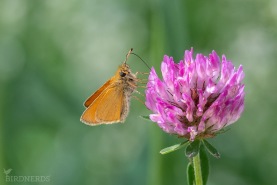 Mindre tåtelsmygare-5669