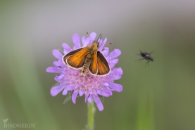 Mindre tåtelsmygare-5824