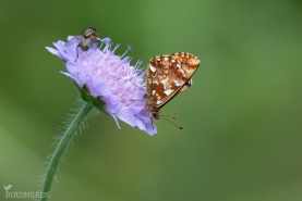 Myrpärlemorfjäril-6381