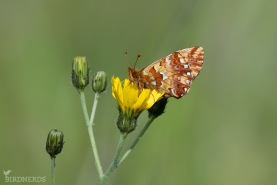 Myrpärlemorfjäril-6443