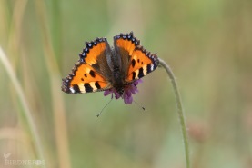Nässelfjäril-4522