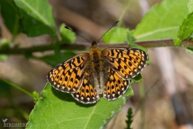 Prydlig pärlemorfjäril-1785