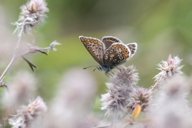 Puktörneblåvinge-1110