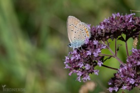 Puktörneblåvinge-4477