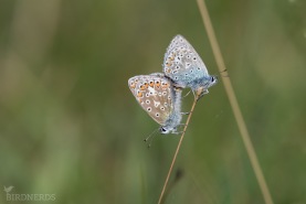 Puktörneblåvinge-5289
