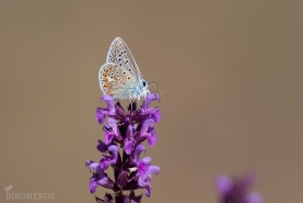 Puktörneblåvinge-6319