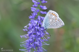 Puktörneblåvinge-8926