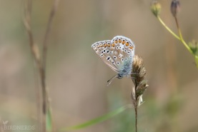 Puktörneblåvinge-9498