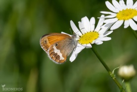 Pärlgräsfjäril-2982