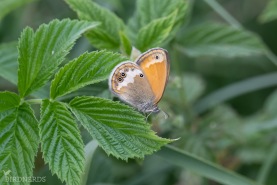 Pärlgräsfjäril-6196