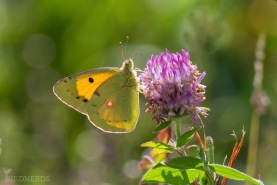 Rödgul höfjäril-1613