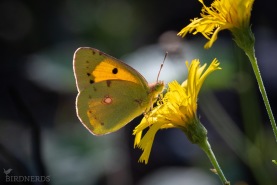 Rödgul höfjäril-1623