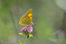 Rödgul höfjäril-1632