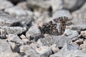 Sandgräsfjäril-2628