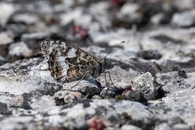 Sandgräsfjäril-5180