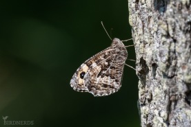 Sandgräsfjäril-7381