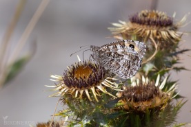 Sandgräsfjäril-7785