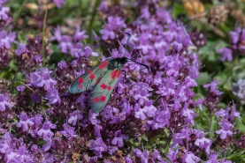 Sexfläckig bastardsvärmare-2249