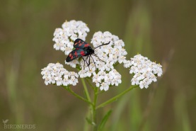 Sexfläckig bastardsvärmare-3780
