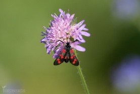 Sexfläckig bastardsvärmare-3860