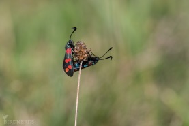 Sexfläckig bastardsvärmare-5446