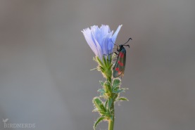 Sexfläckig bastardsvärmare-9192