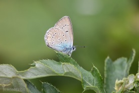 Silverblåvinge-6522