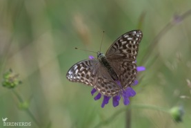 Silverstreckad pärlemorfjäril (valesina)-8957