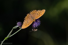 Silverstreckad pärlemorfjäril-1719