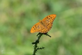 Silverstreckad pärlemorfjäril-5601