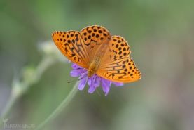 Silverstreckad pärlemorfjäril-5795