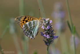 Silverstreckad pärlemorfjäril-6173